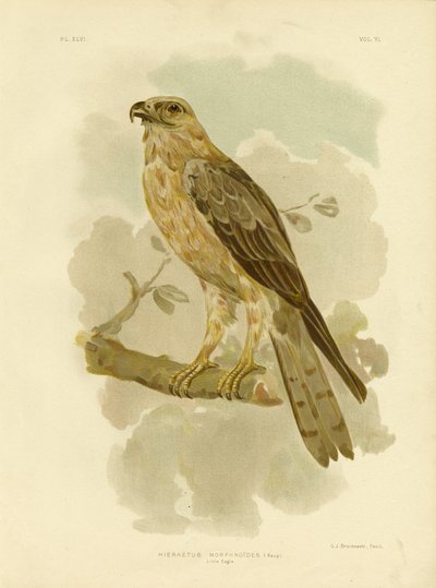 Kleiner Adler, 1891 von Gracius Broinowski
